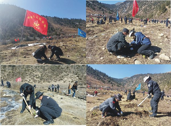 【红炉天平】党建引领聚合力 植树添绿正当时